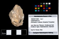 Foto (Objekt + Etikett) von Laeviprosopon sp.  (NHMW-GEO-1990-0041-4689)